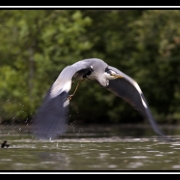 heron vol 03-border